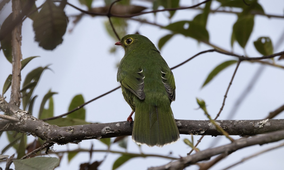 Band-tailed Fruiteater - ML608351755