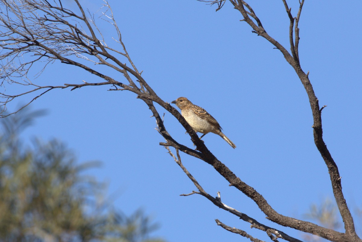 Spotted Bowerbird - ML608351831