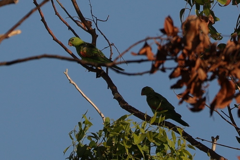 Red-winged Parrot - ML608352257