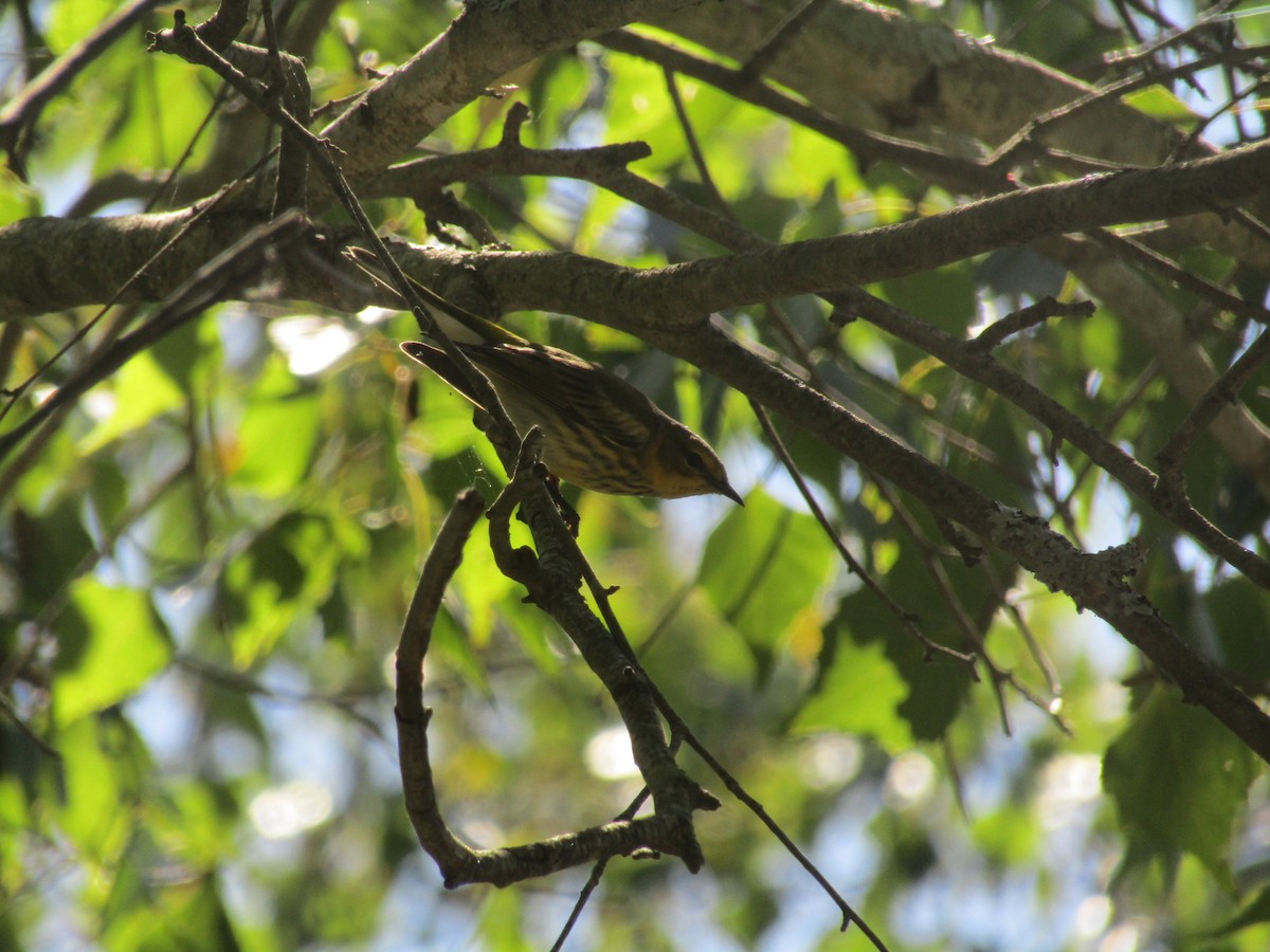 Cape May Warbler - ML608352351
