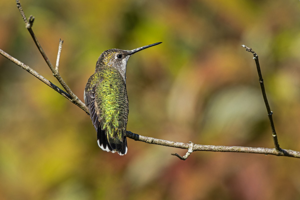 Ruby-throated Hummingbird - Larry Hubble