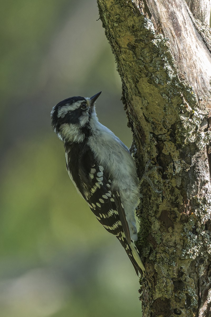 Downy Woodpecker - Larry Hubble