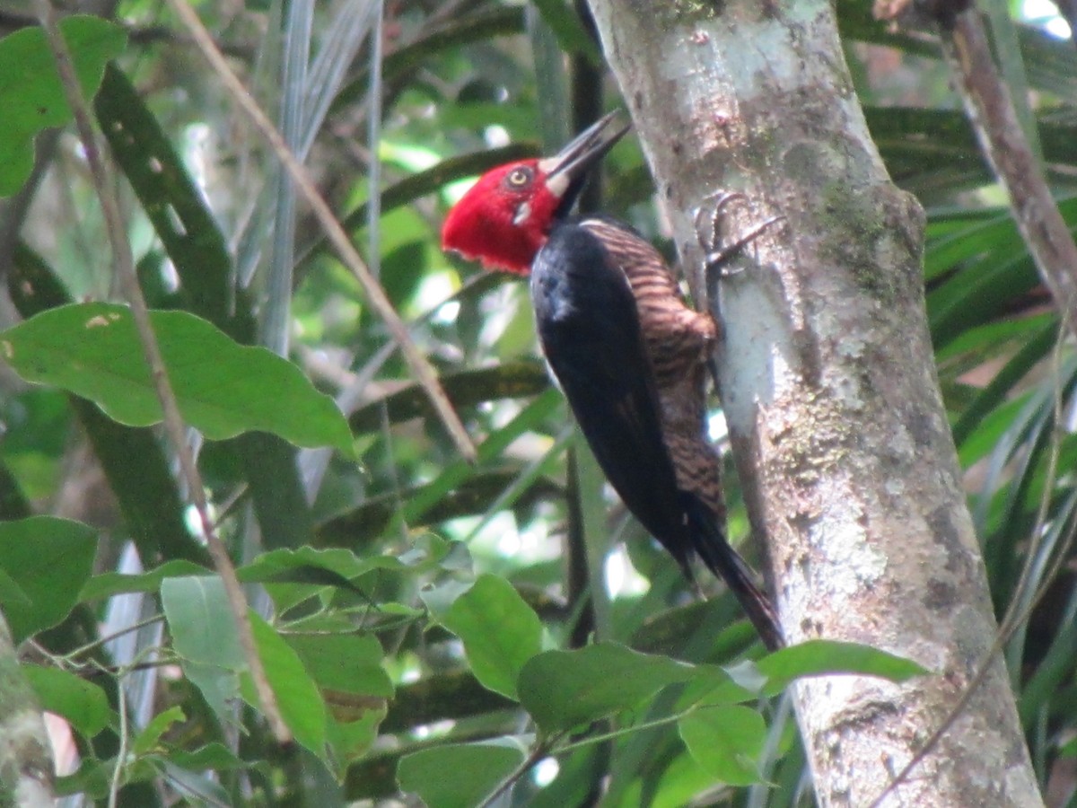 Crimson-crested Woodpecker - ML608353373