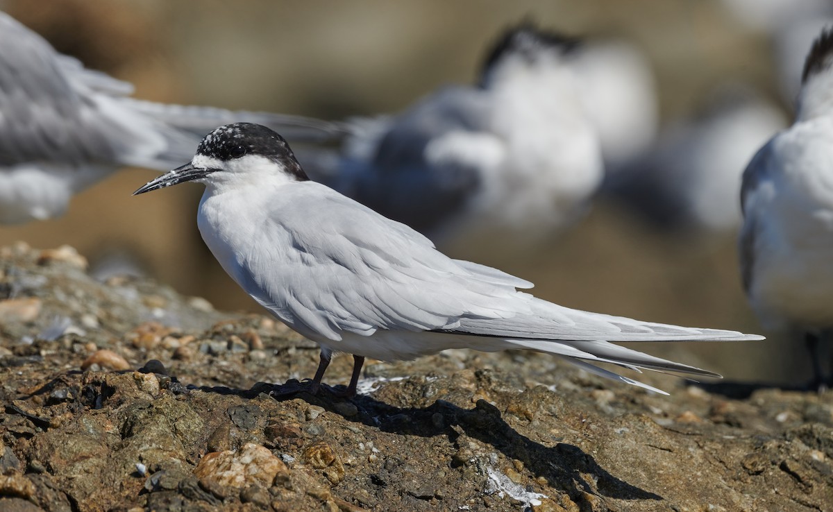White-fronted Tern - ML608353434