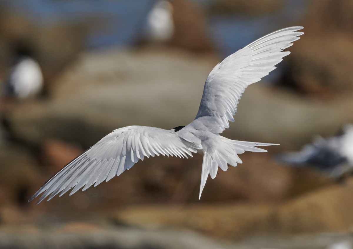 White-fronted Tern - ML608353436