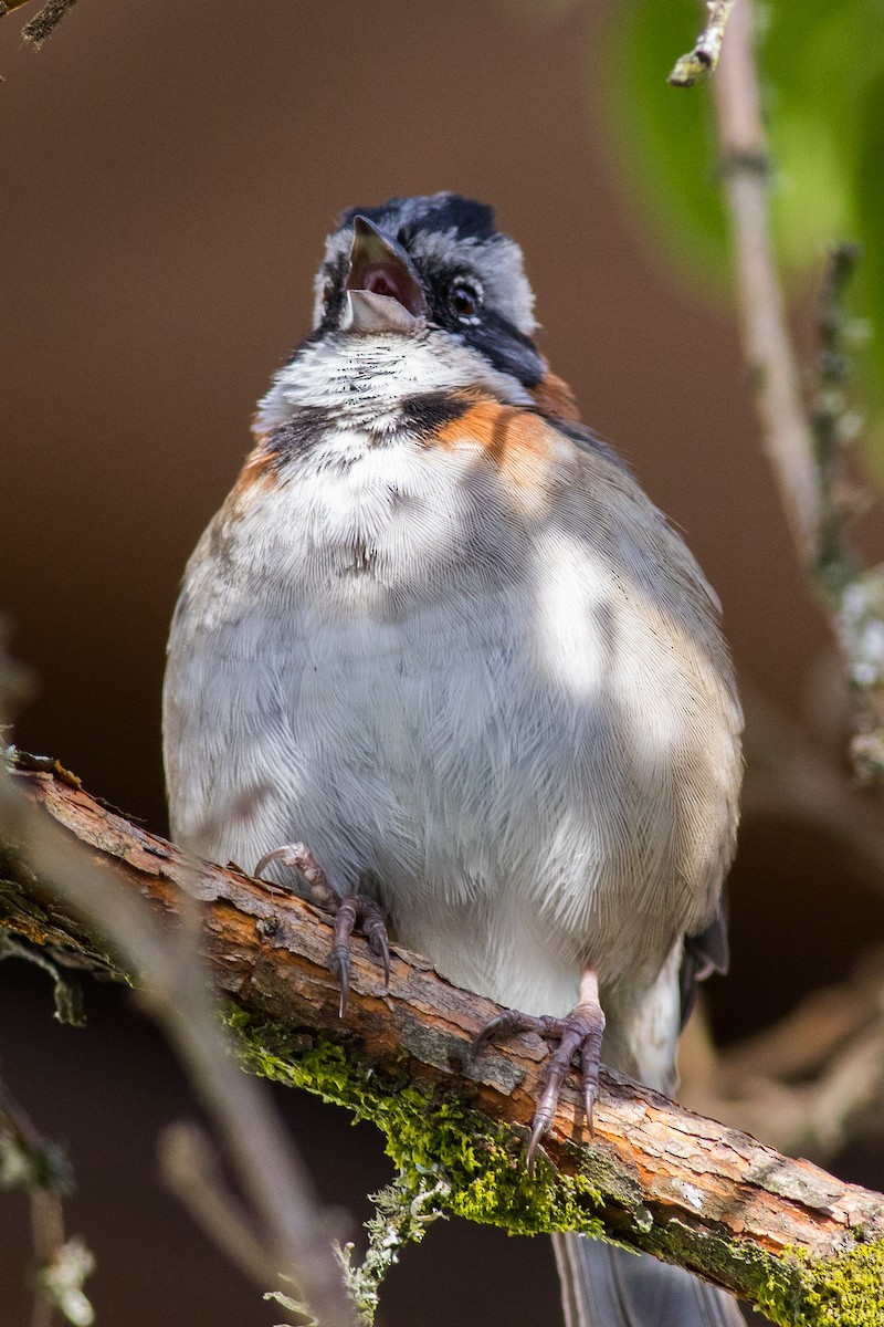 Rufous-collared Sparrow (Rufous-collared) - ML608353781