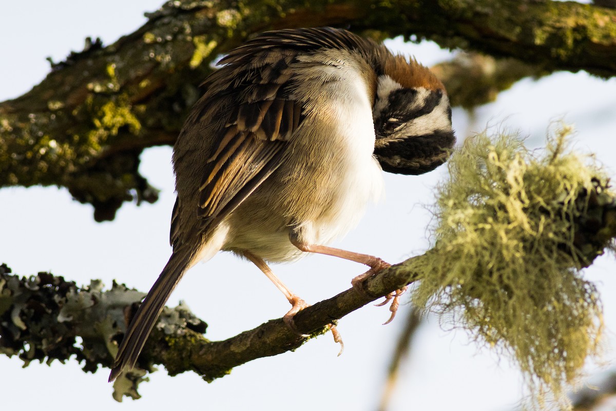 Rufous-collared Sparrow (Rufous-collared) - ML608353782