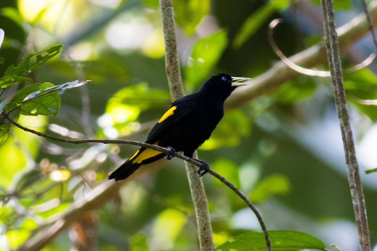 Yellow-rumped Cacique (Amazonian) - ML608353815