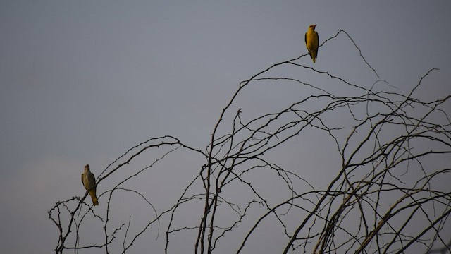 Indian Golden Oriole - ML608353990