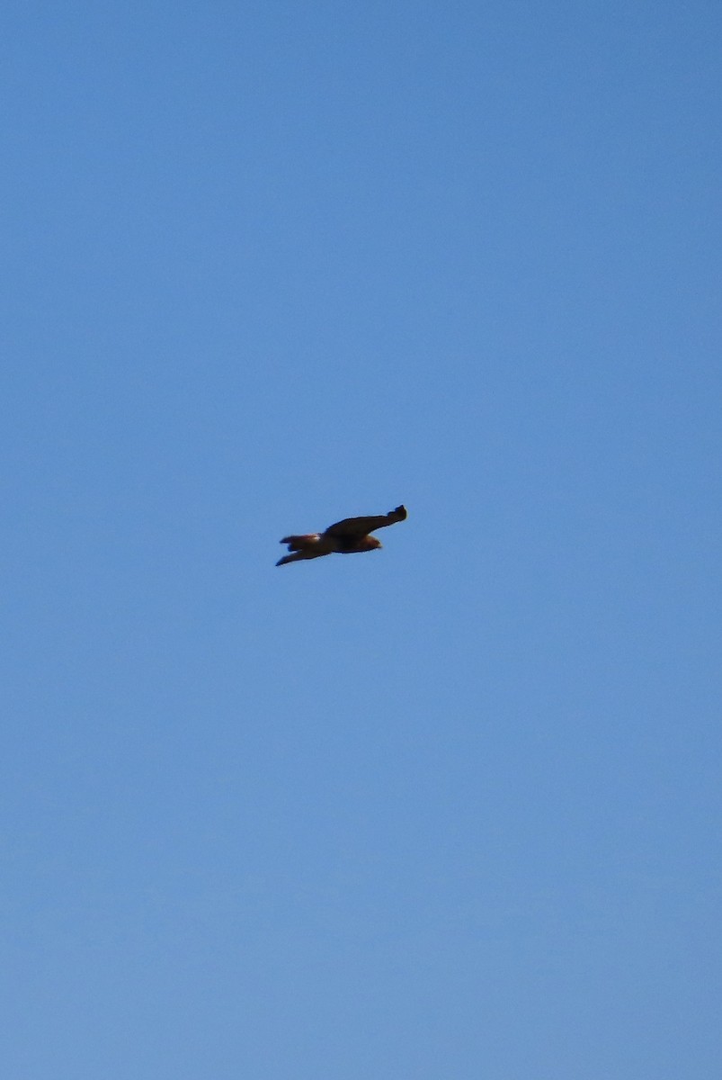 Red-tailed Hawk - ML608354274