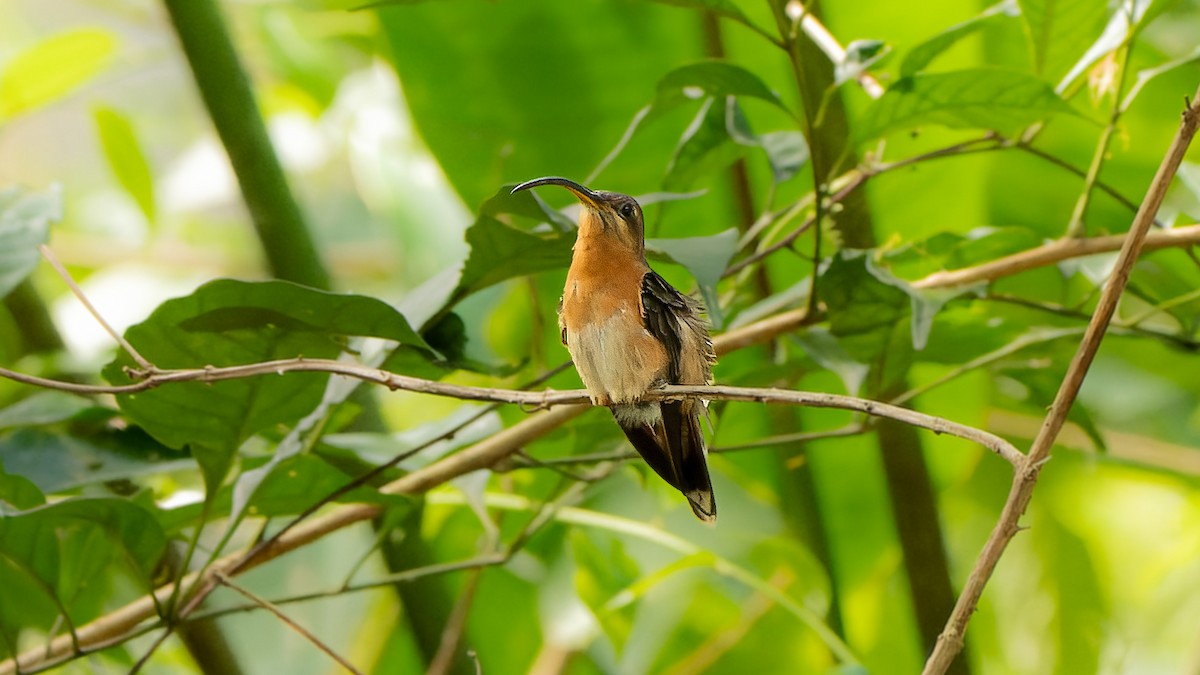 Rufous-breasted Hermit - ML608354279