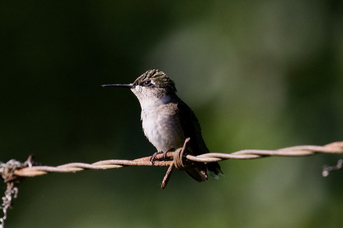 eBird Checklist 1 Sep 2023 Trout Brook Valley Conservation Area