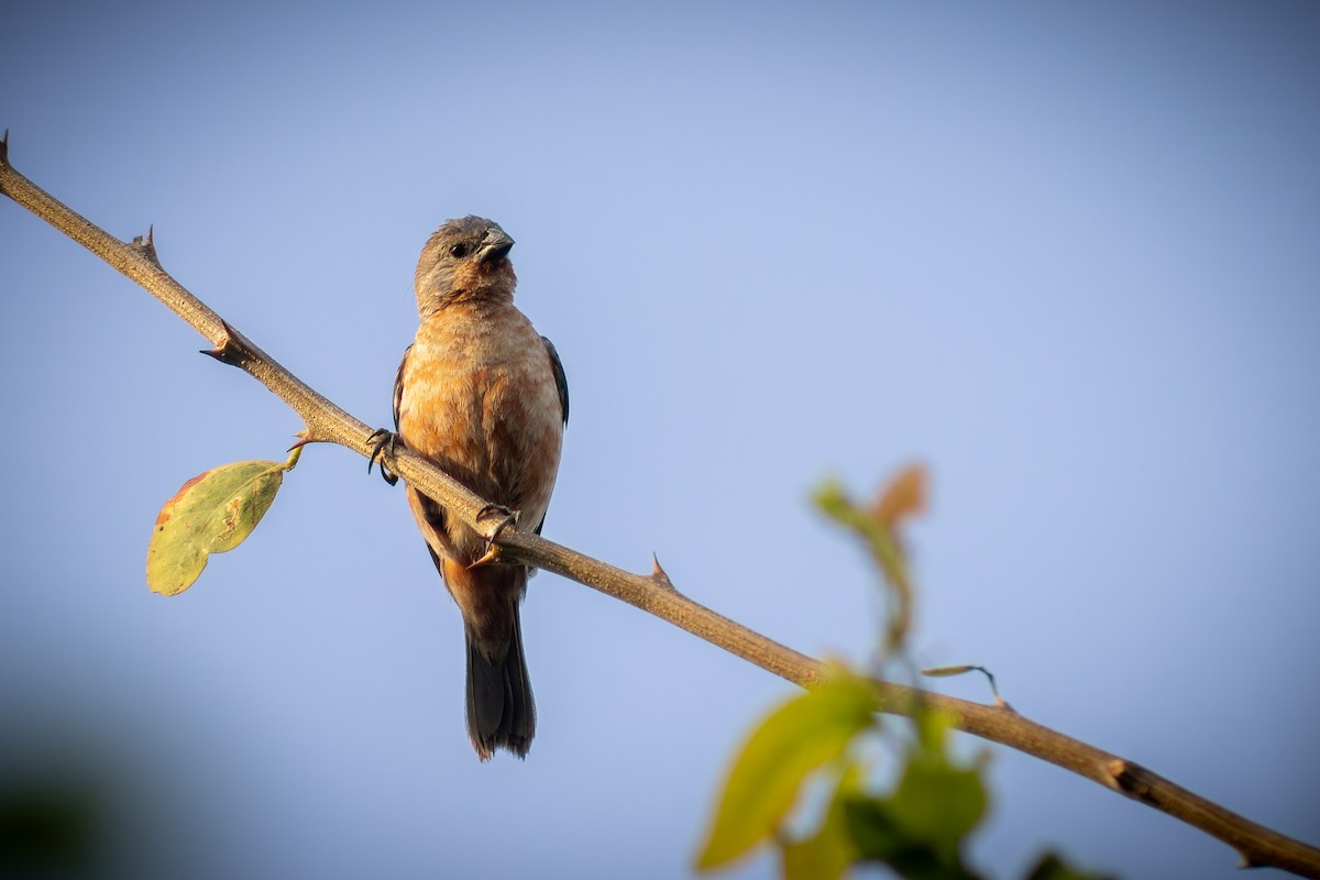 Ruddy-breasted Seedeater - ML608354975