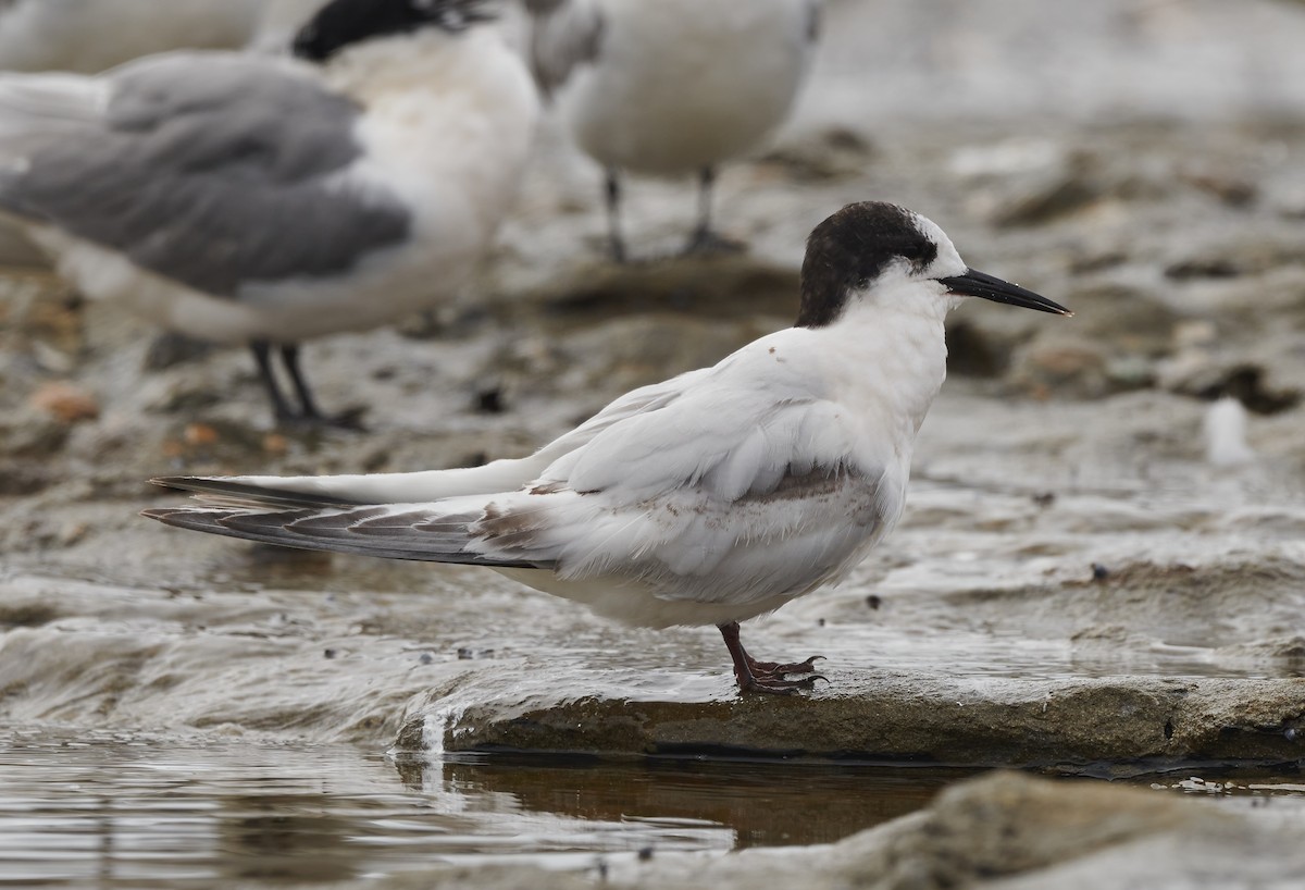 White-fronted Tern - ML608355062