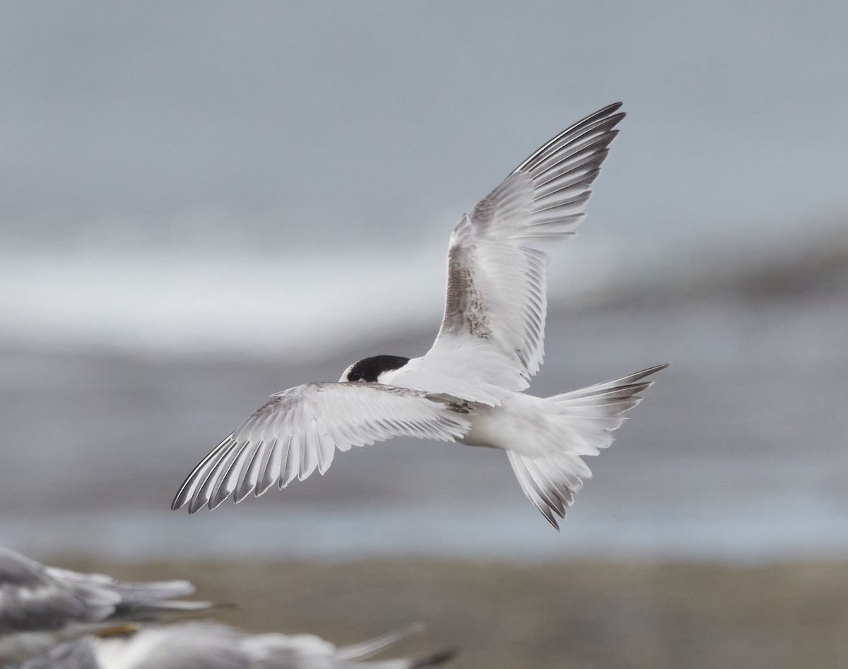 White-fronted Tern - ML608355064