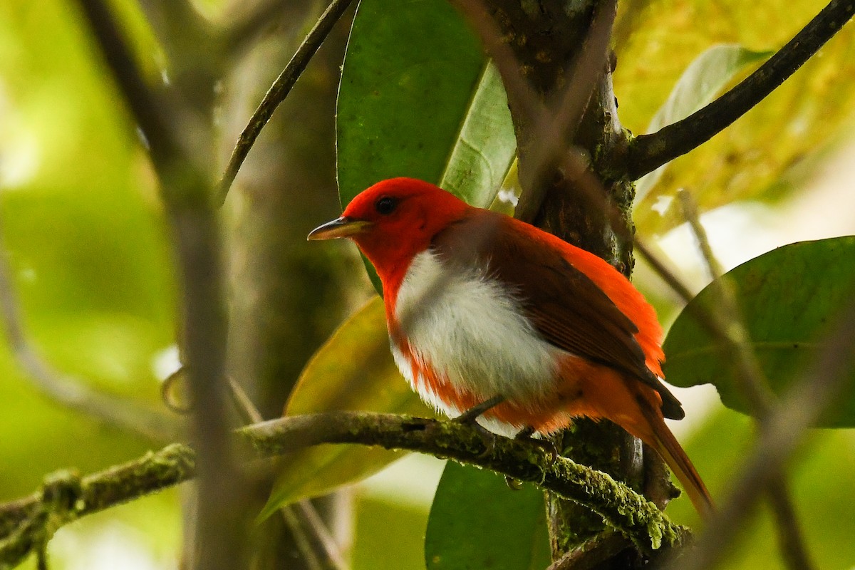 Scarlet-and-white Tanager - ML608355216