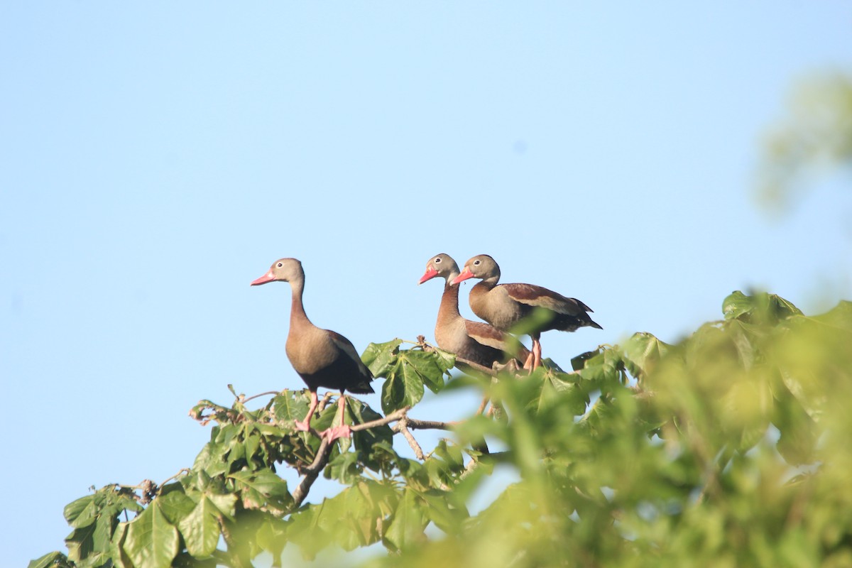 Black-bellied Whistling-Duck (autumnalis) - ML608355244