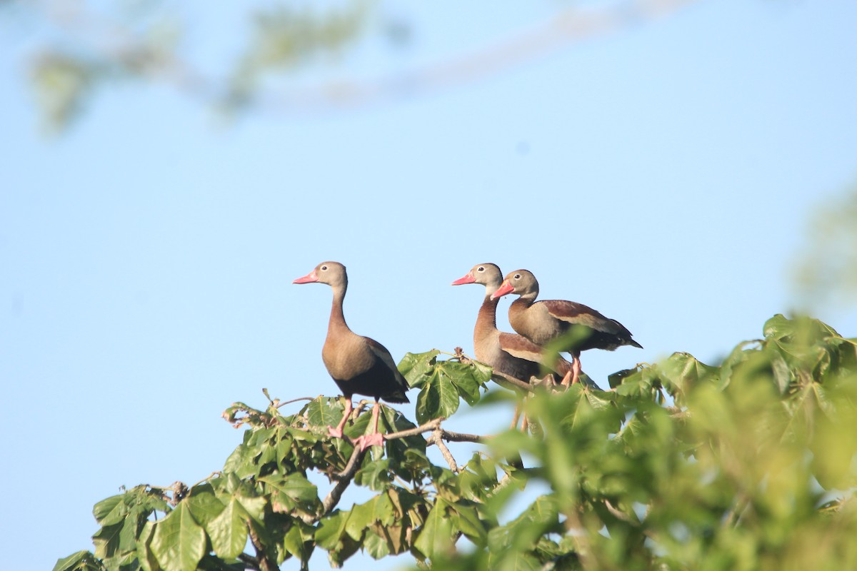 Black-bellied Whistling-Duck (autumnalis) - ML608355245