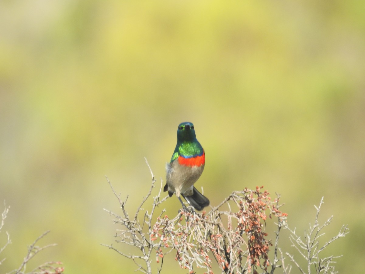 Southern Double-collared Sunbird - ML608355335