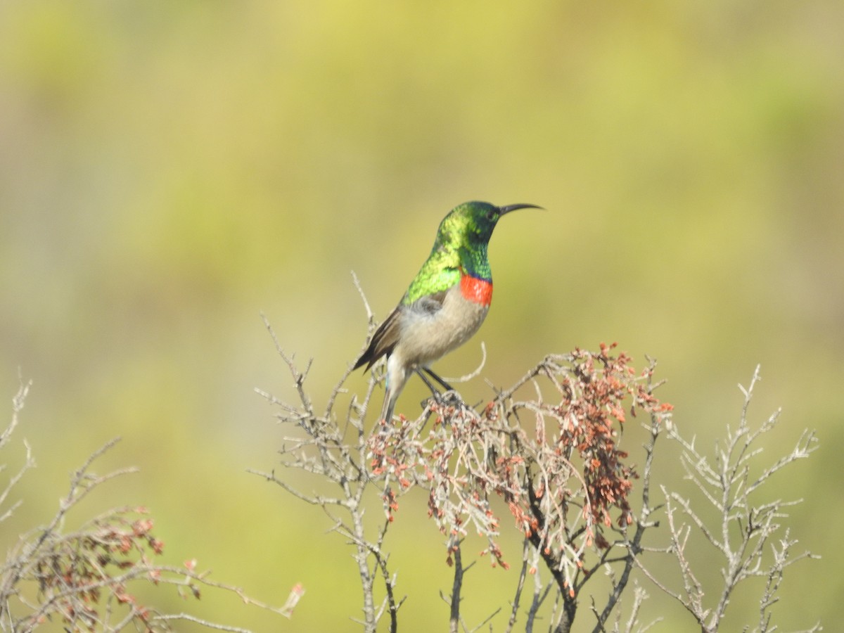 Southern Double-collared Sunbird - ML608355337