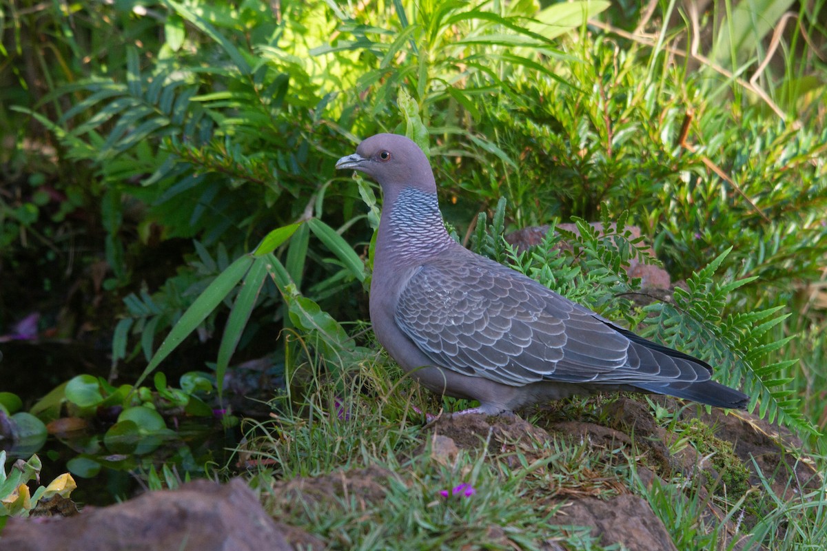 Picazuro Pigeon - ML608355358