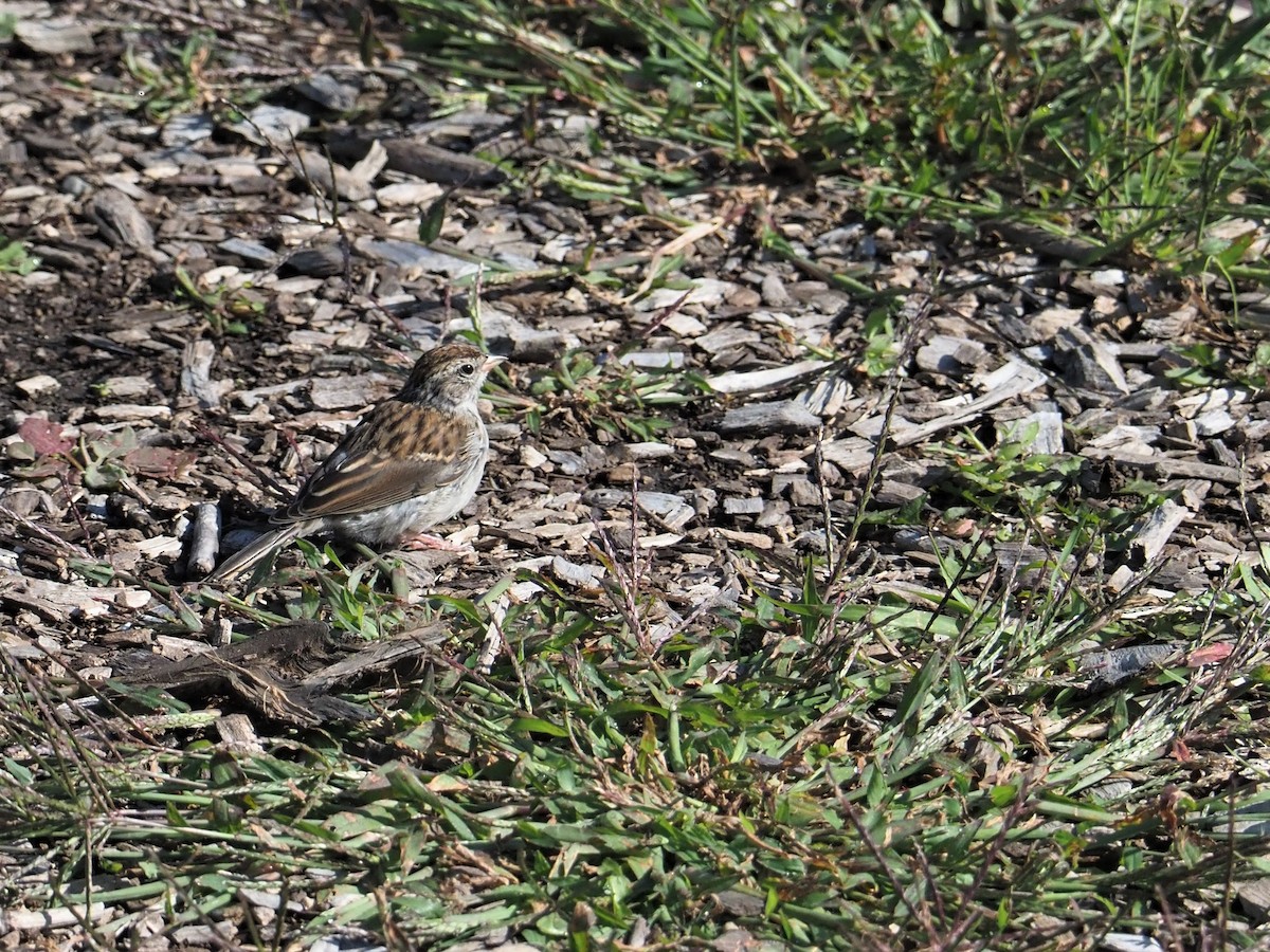 Chipping Sparrow - Bill Bunn