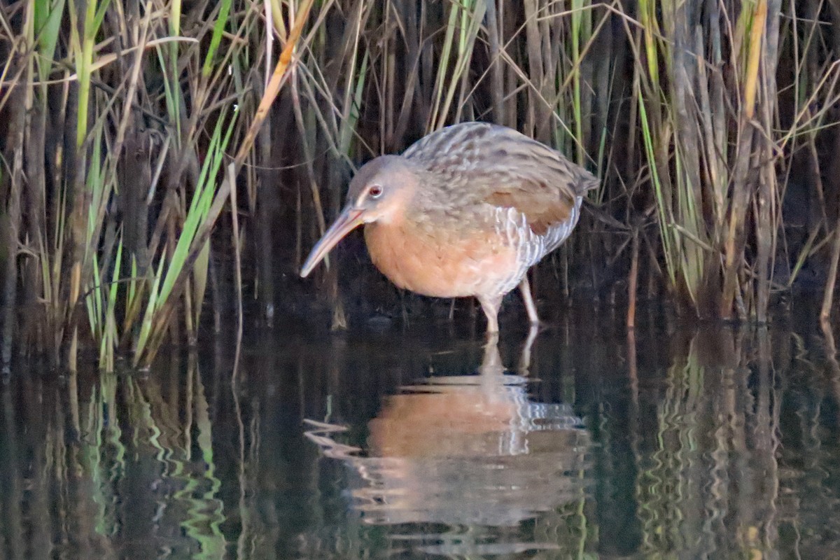 eBird Checklist 31 Aug 2023 Timber Point Golf CourseEast Marina