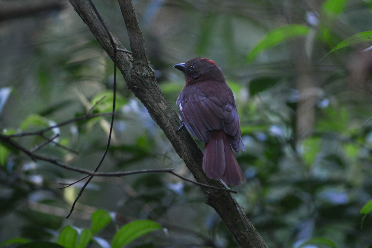 Red-crowned Ant-Tanager - ML608355618