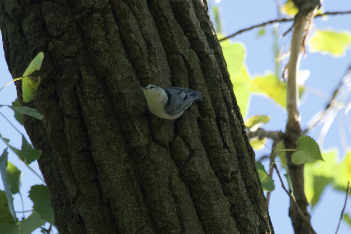 White-breasted Nuthatch - ML608356256