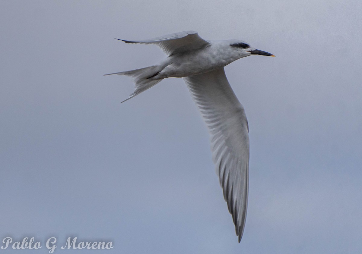 Snowy-crowned Tern - ML608356309