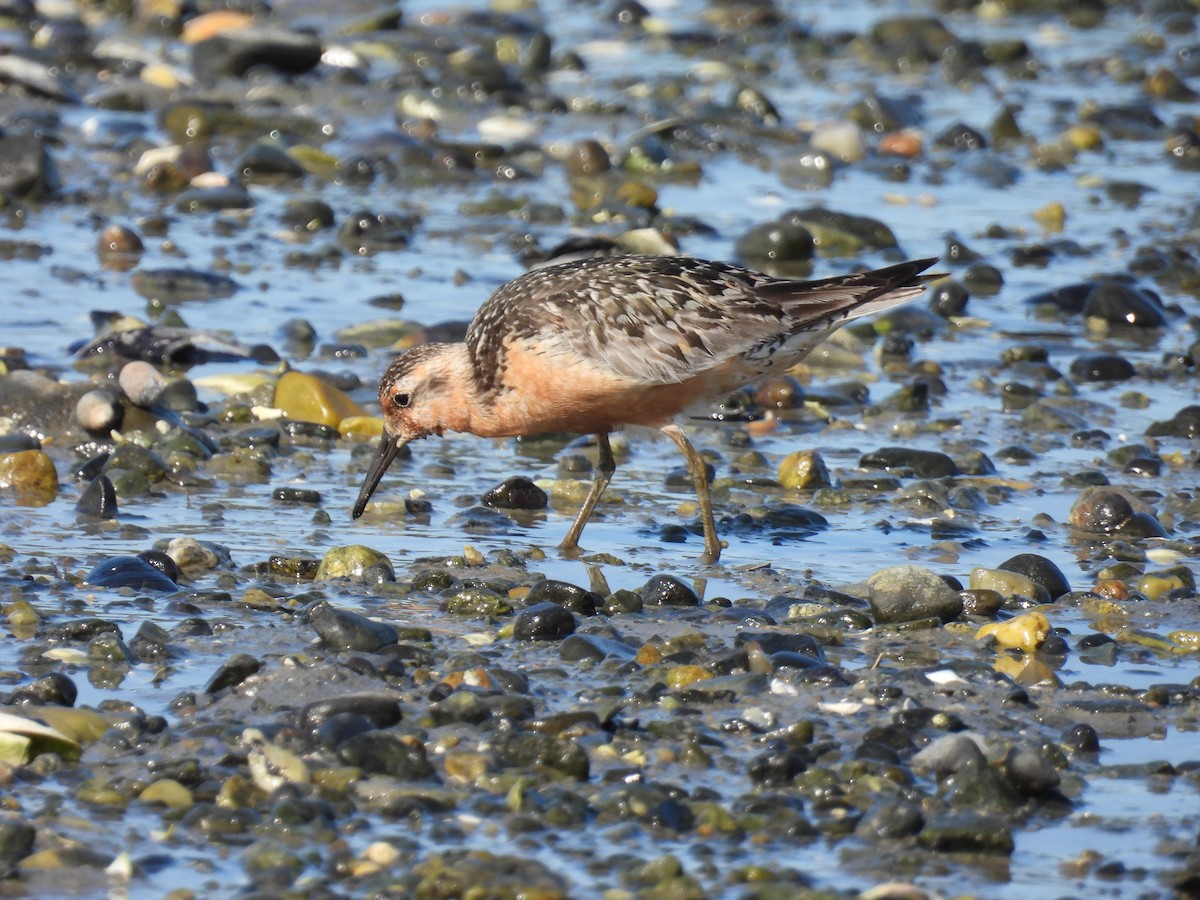 Red Knot - ML608356335