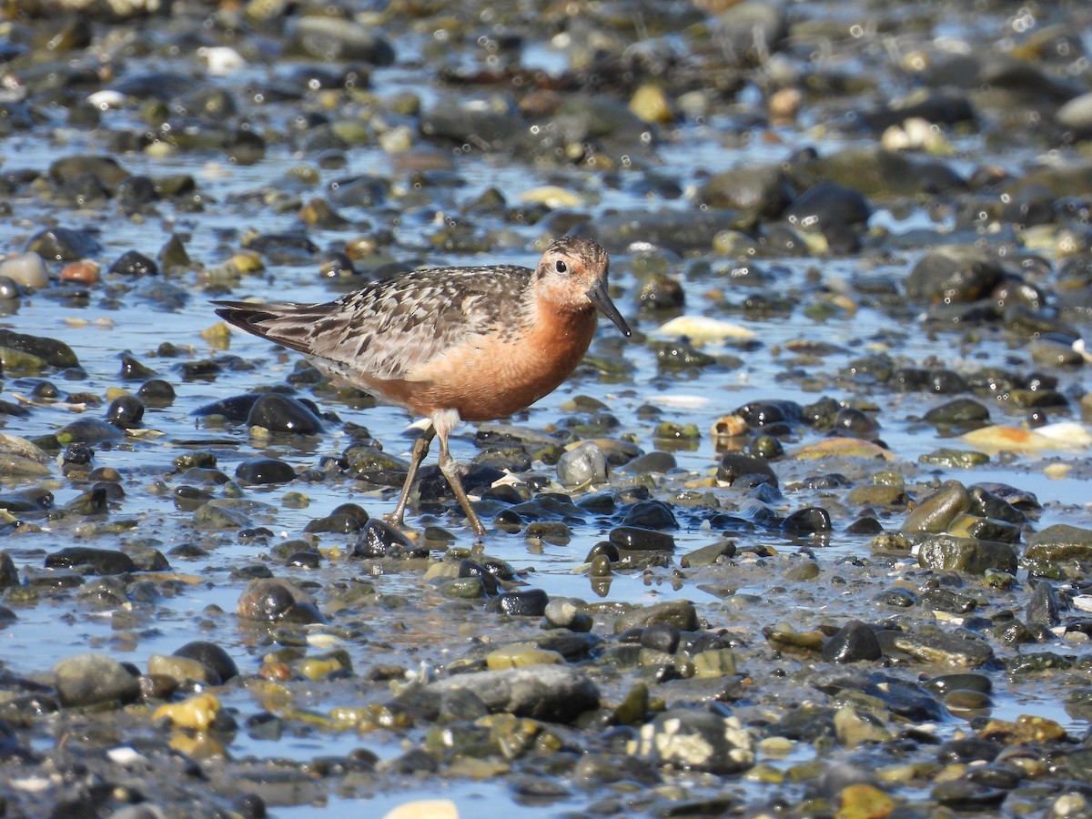 Red Knot - ML608356336