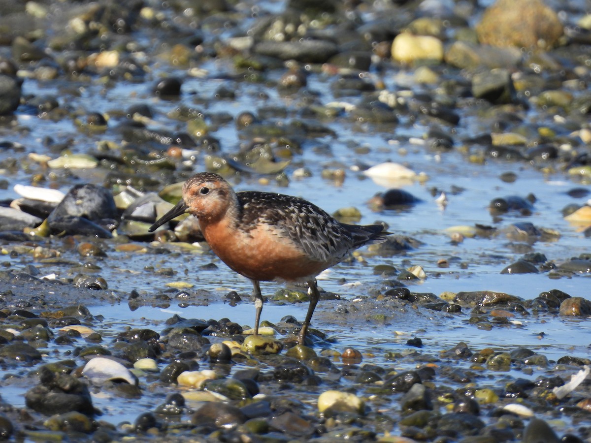 Red Knot - ML608356338