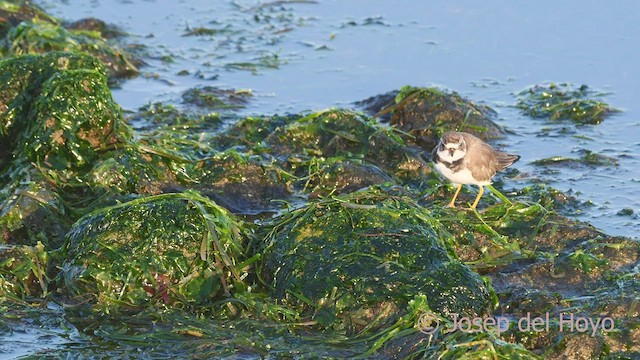 Semipalmated Plover - ML608356484