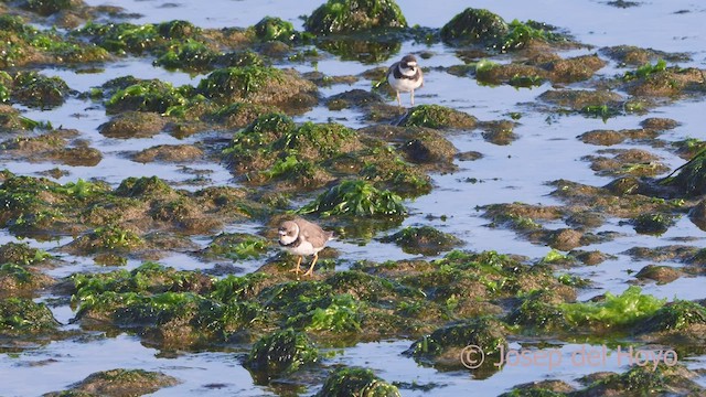 Semipalmated Plover - ML608356557