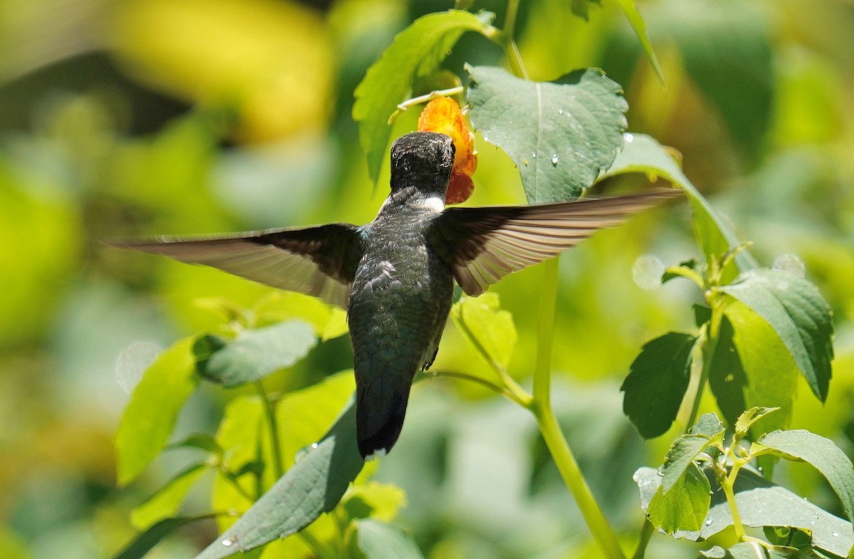Ruby-throated Hummingbird - ML608356692