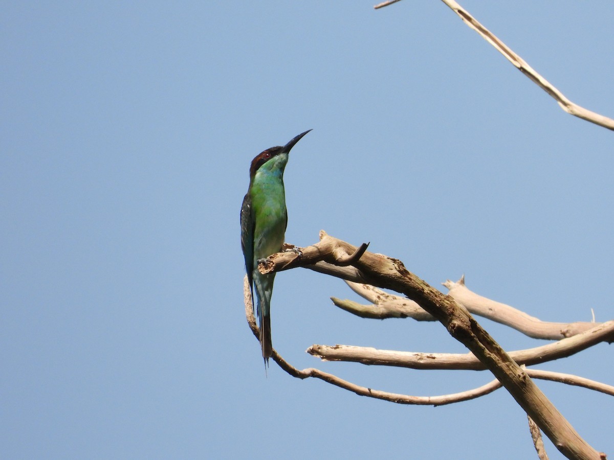 Blue-throated Bee-eater - ML608356916