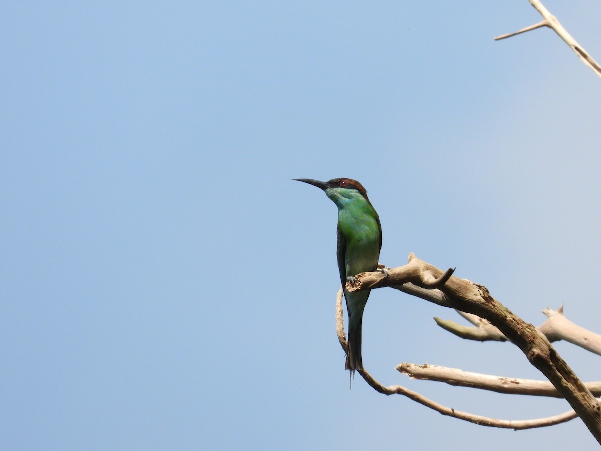 Blue-throated Bee-eater - ML608356917
