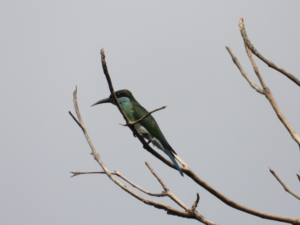 Blue-throated Bee-eater - ML608356926