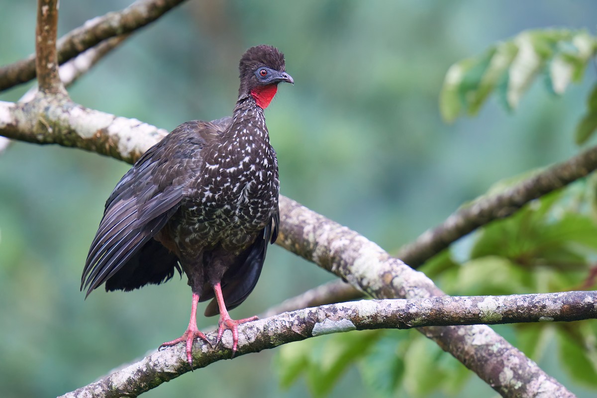 Crested Guan - ML608357613