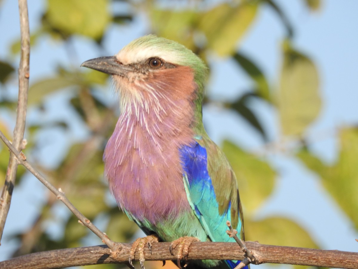 Lilac-breasted Roller - ML608357671