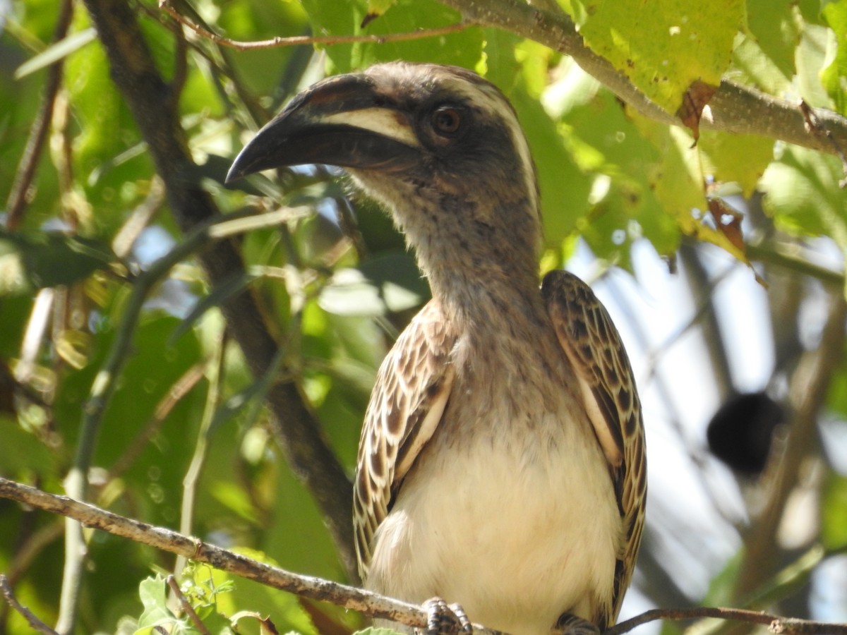African Gray Hornbill - ML608357736