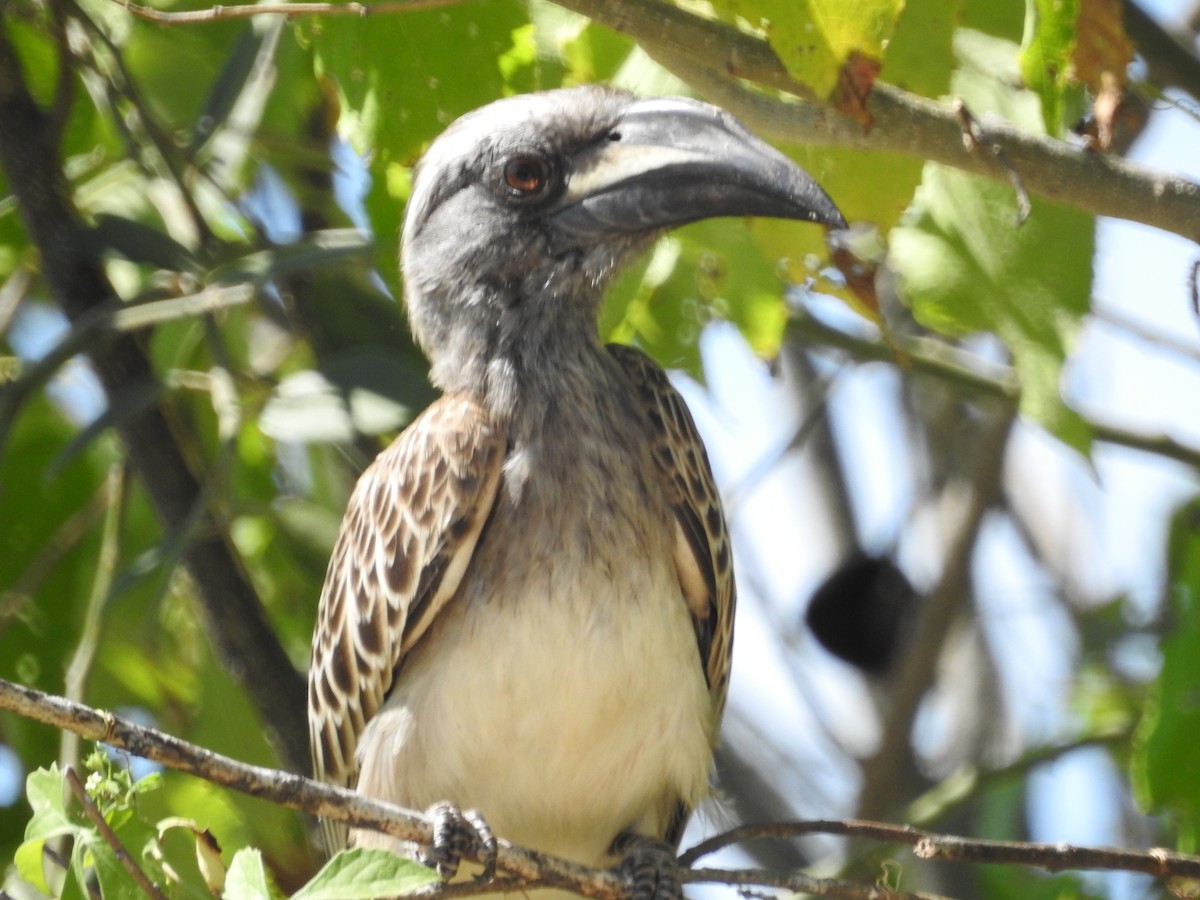 African Gray Hornbill - ML608357737
