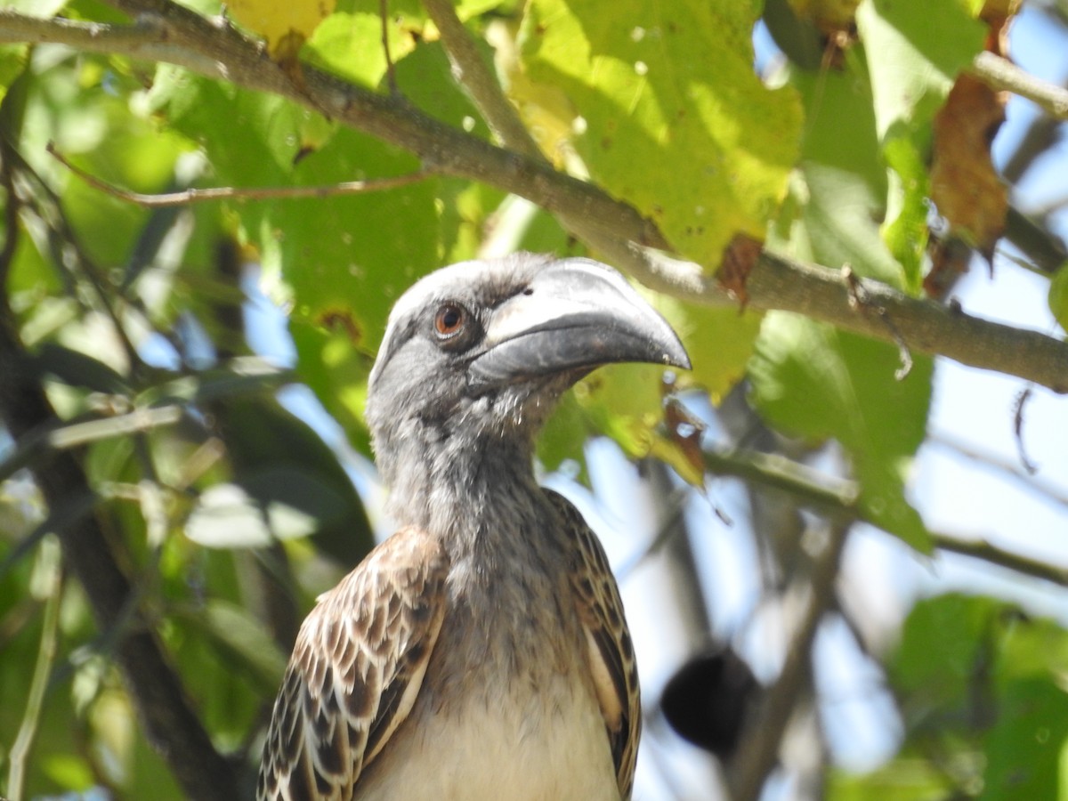 African Gray Hornbill - ML608357741