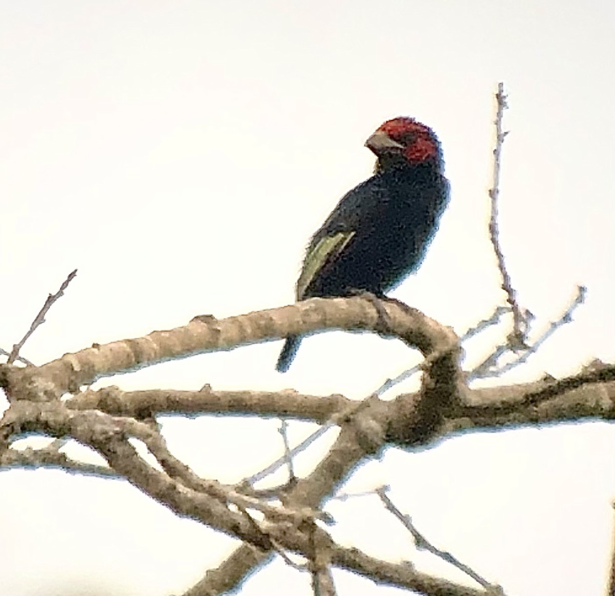 Red-faced Barbet - ML608357813