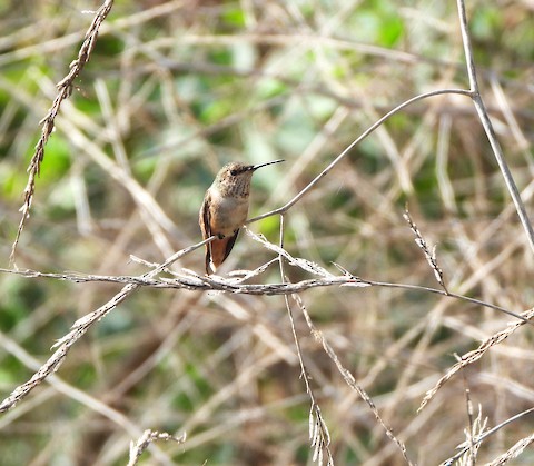 Allen's Hummingbird - Lena Hayashi