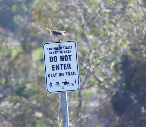 American Kestrel - Lena Hayashi