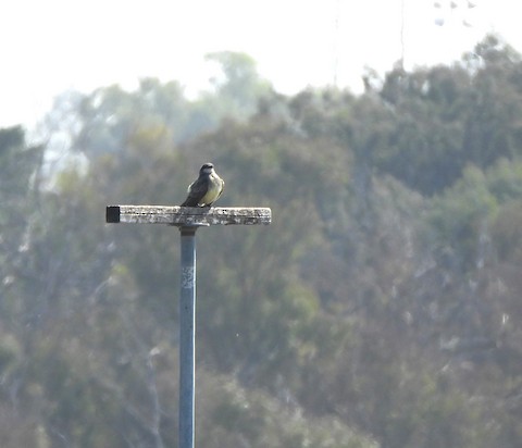 Cassin's Kingbird - Lena Hayashi