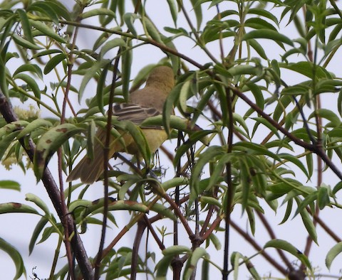 Hooded Oriole - Lena Hayashi