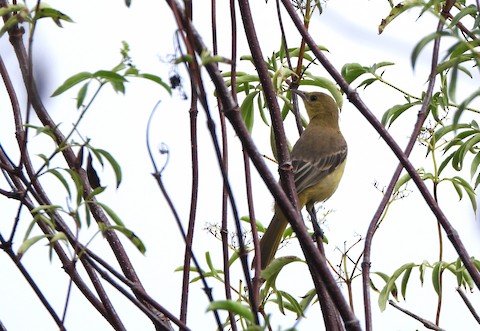 Hooded Oriole - Lena Hayashi